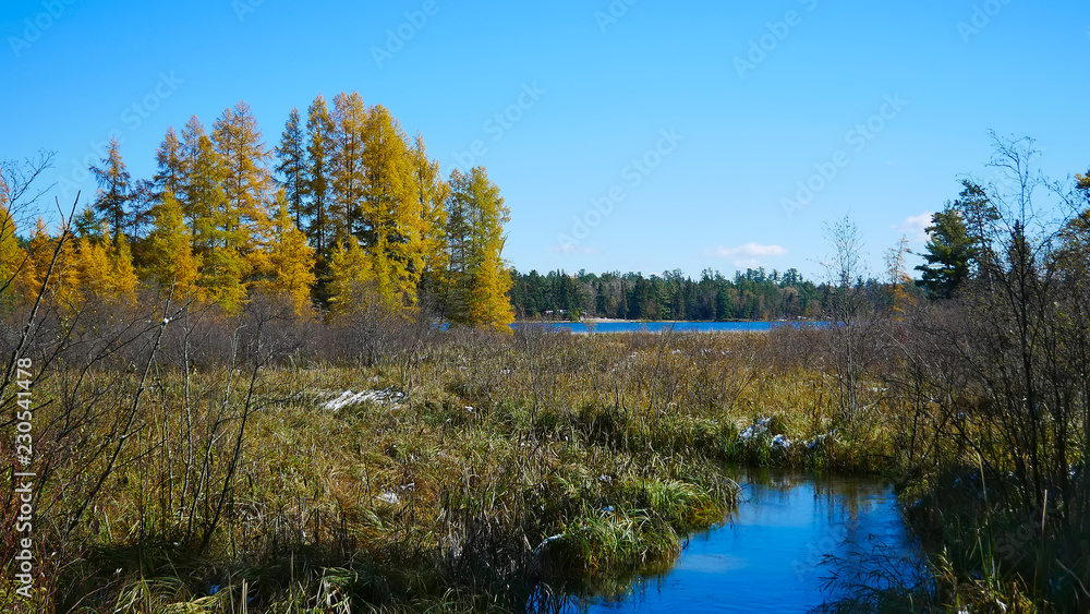 Mississippi River is seen about 300 feet from the source, Lake Itasca, in distance. Colorful Tamarack trees are seen on left along lake shore. Mississippi River is seen about 300 feet from the source, Lake Itasca, in distance. Colorful Tamarack trees are seen on left along lake shore.