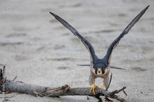 Red Shouldered Hawk stretching his wings while perched on driftwood on McGrath State Park beach in Ventura California United States photo