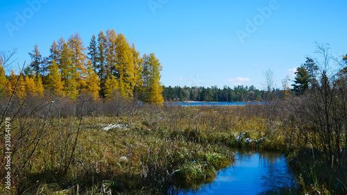 Mississippi River is seen about 300 feet from the source, Lake Itasca, in distance. Colorful Tamarack trees are seen on left along lake shore.