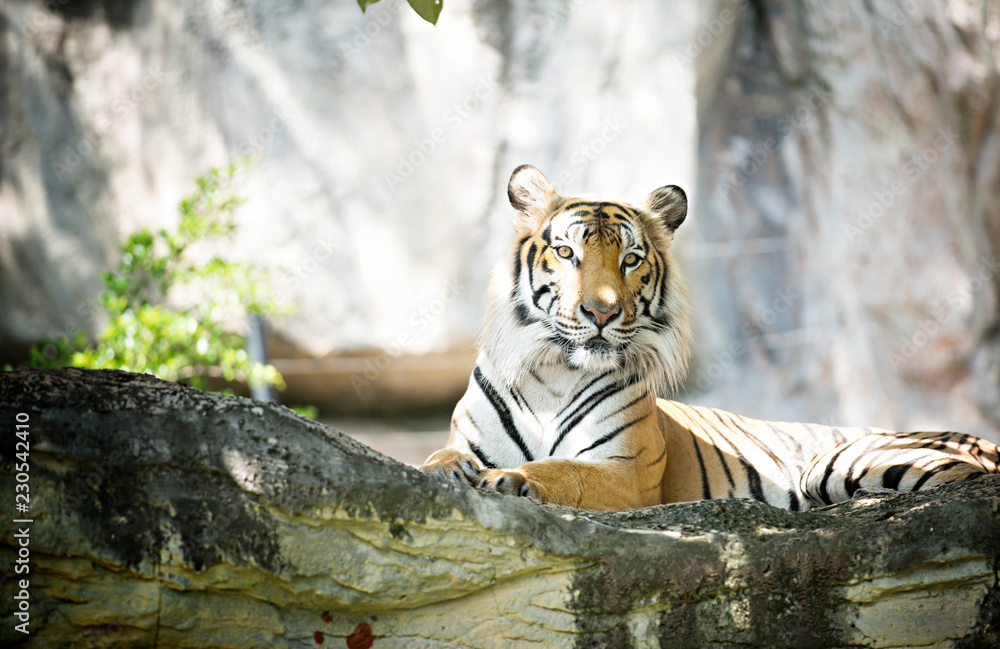 Naklejka premium Tygrys Bengalski w lesie