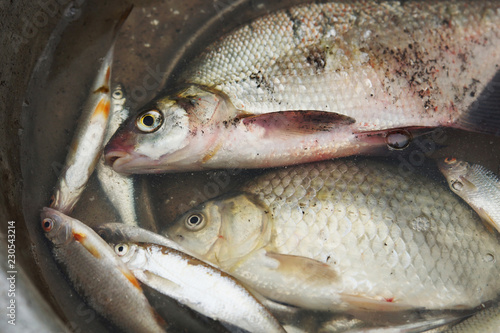 Caught fish lies in the basin