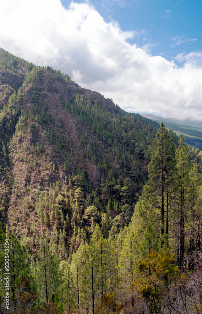 Pines and mountains in the islando of Tenerife