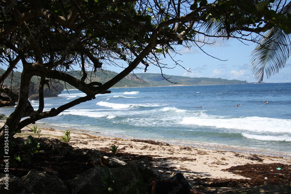 Barbados coastline with tree