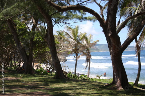 Seascape through park