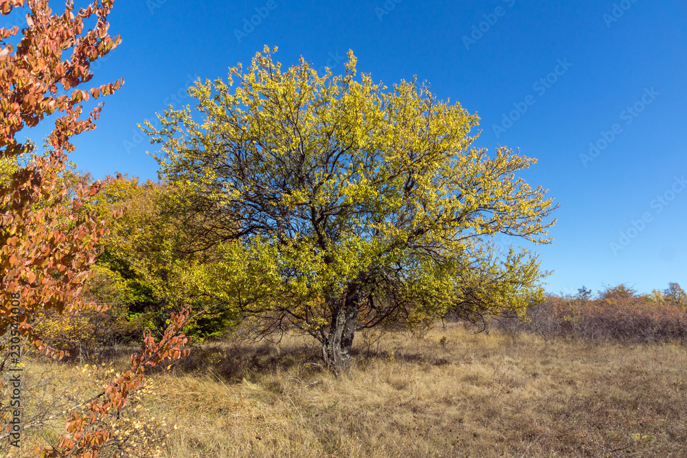 Amazing Autumn Panorama of Cherna Gora (Monte Negro) mountain, Pernik Region, Bulgaria