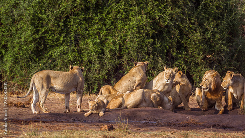 African lion in Kruger National park, South Africa; ; Specie Panthera leo family of Felidae