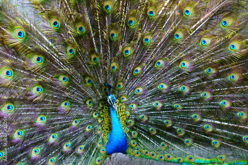 Naklejka premium peacock with feathers out