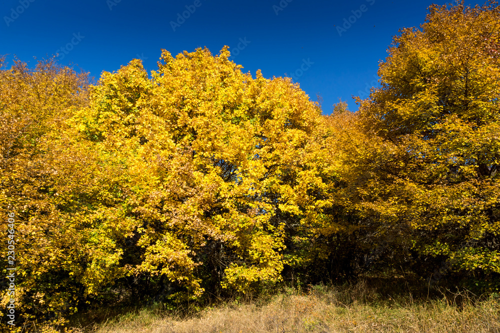 Fototapeta premium Amazing Autumn Panorama of Cherna Gora (Monte Negro) mountain, Pernik Region, Bulgaria