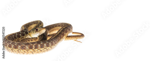 Garter snake curled up on white: wide