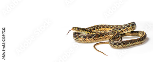 Garter snake curled up, tongue out, on white: wide