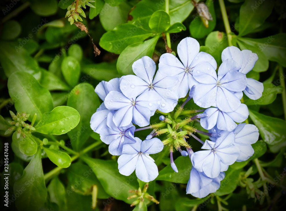 Close up of Cape Leadwort, light blue flower. Close up of Cape Leadwort, light blue flower.