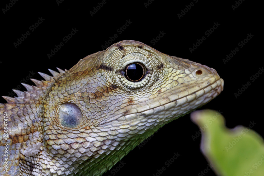 Marco chameleon isolated on background black beautiful Marco chameleon isolated on background black beautiful