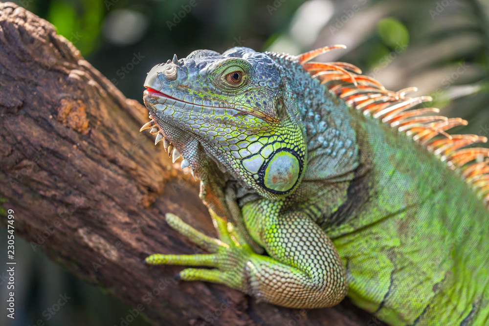 A green big iguana is lying on a tree branch