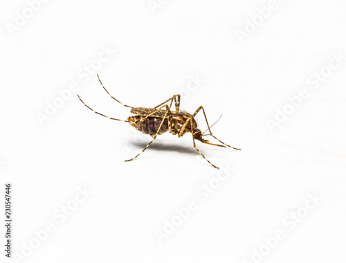 Zica virus aedes aegypti mosquito isolated on white walls.
