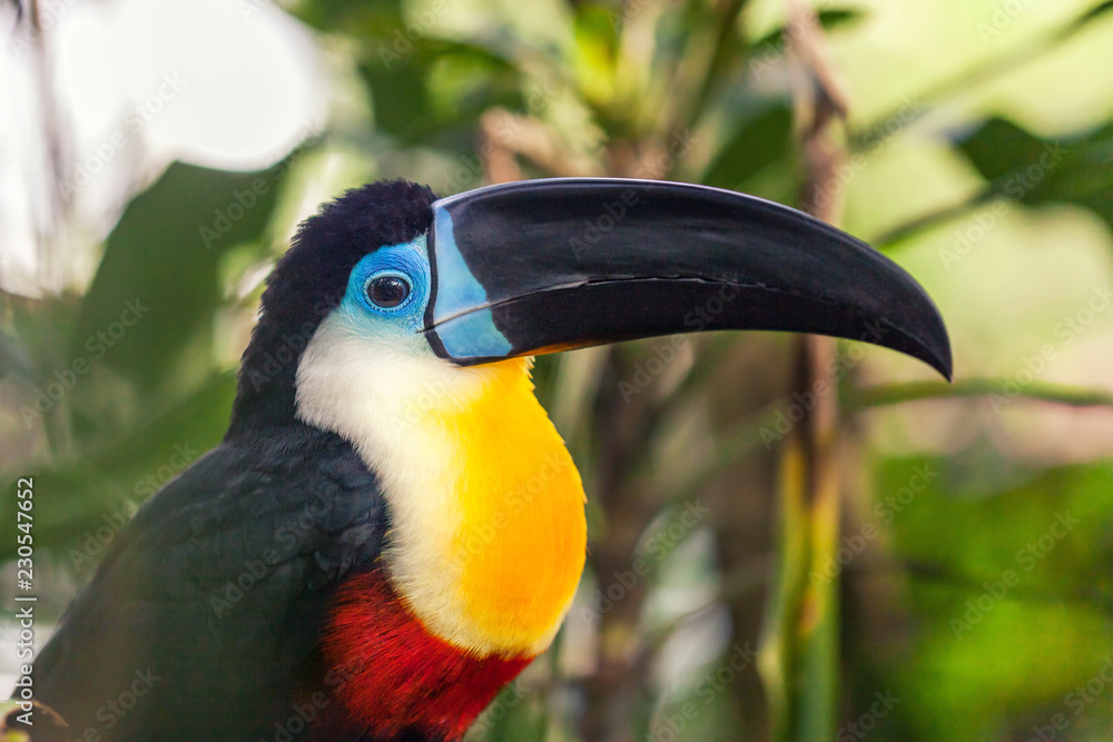 Fototapeta premium An exotic beautiful big black toucan with a black beak.