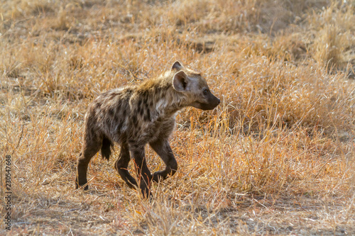 Spotted hyaena in Kruger National park, South Africa ; Specie Crocuta crocuta family of Hyaenidae