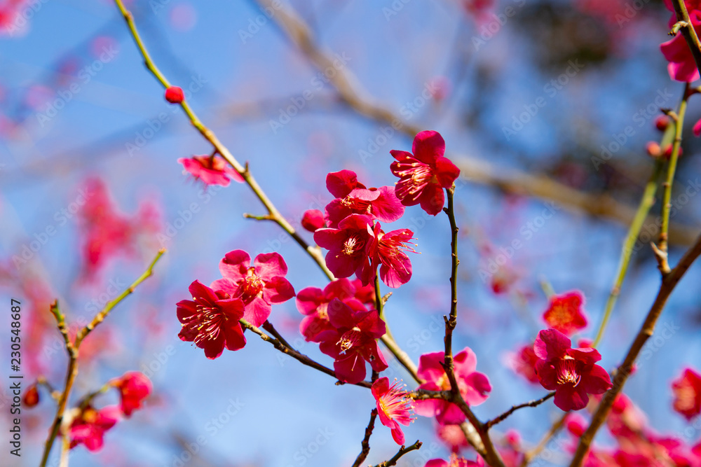 Plun blossoms in Koishikawa Korakuen Park Plun blossoms in Koishikawa Korakuen Park