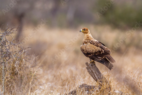 Wahlberg s Eagle in Kruger National park, South Africa ; Specie Hieraaetus wahlbergi family of Accipitridae photo
