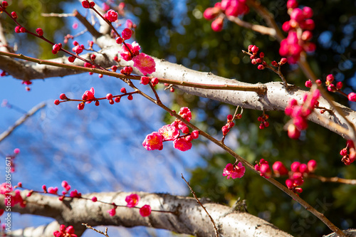 Plun blossoms in Koishikawa Korakuen Park photo