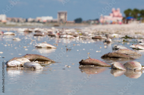 Dead fish washed up on St. Pete Beach, Florida from the Red Tide plaguing the coast of Florida.