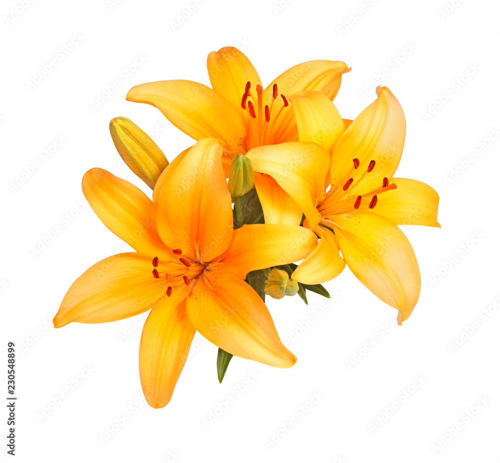 Cluster of bright orange lily flowers isolated Cluster of bright orange lily flowers isolated