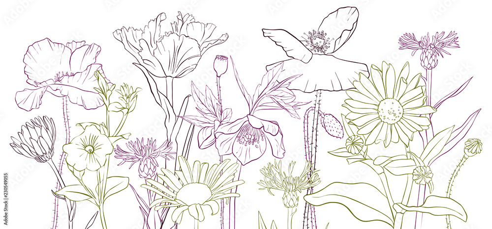 Fototapeta premium vector drawing poppy flowers