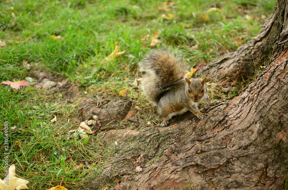 Squirrel next to tree Squirrel next to tree