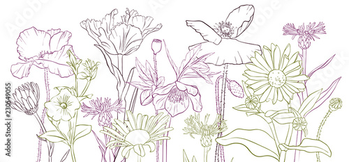 Fototapeta Naklejka Na Ścianę i Meble -  vector drawing poppy flowers