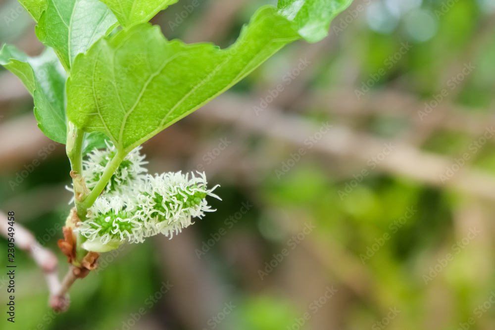 Fresh Mulberry fruits on tree, .Mulberry with very useful for the treatment and protect of various diseases. .Organic fresh, unripe fruit. Fresh Mulberry fruits on tree, .Mulberry with very useful for the treatment and protect of various diseases. .Organic fresh, unripe fruit.