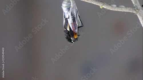 time laps of monarch butterfly emerging from chrysalis