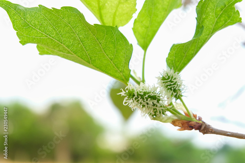 Fresh Mulberry fruits on tree, .Mulberry with very useful for the treatment and protect of various diseases. .Organic fresh, unripe fruit.
