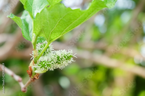 Fresh Mulberry fruits on tree, .Mulberry with very useful for the treatment and protect of various diseases. .Organic fresh, unripe fruit.