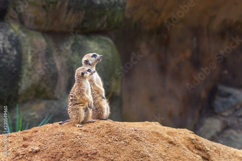 Fototapeta Two curious meerkats stand on their hind legs on a sandy hill and look away