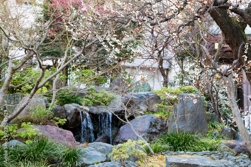 Plum blossoms in Yushima Tenmangu shrine photo