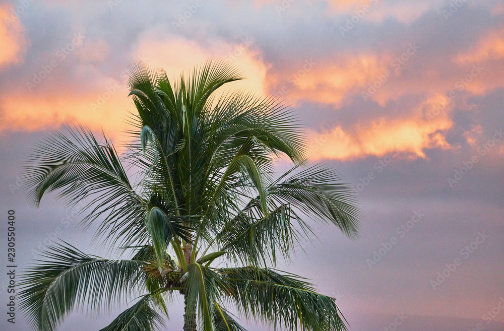 Tropical palm trees in Maui sunset