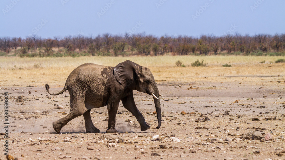 Fototapeta premium African bush elephant in Kruger National park, South Africa ; Specie Loxodonta africana family of Elephantidae