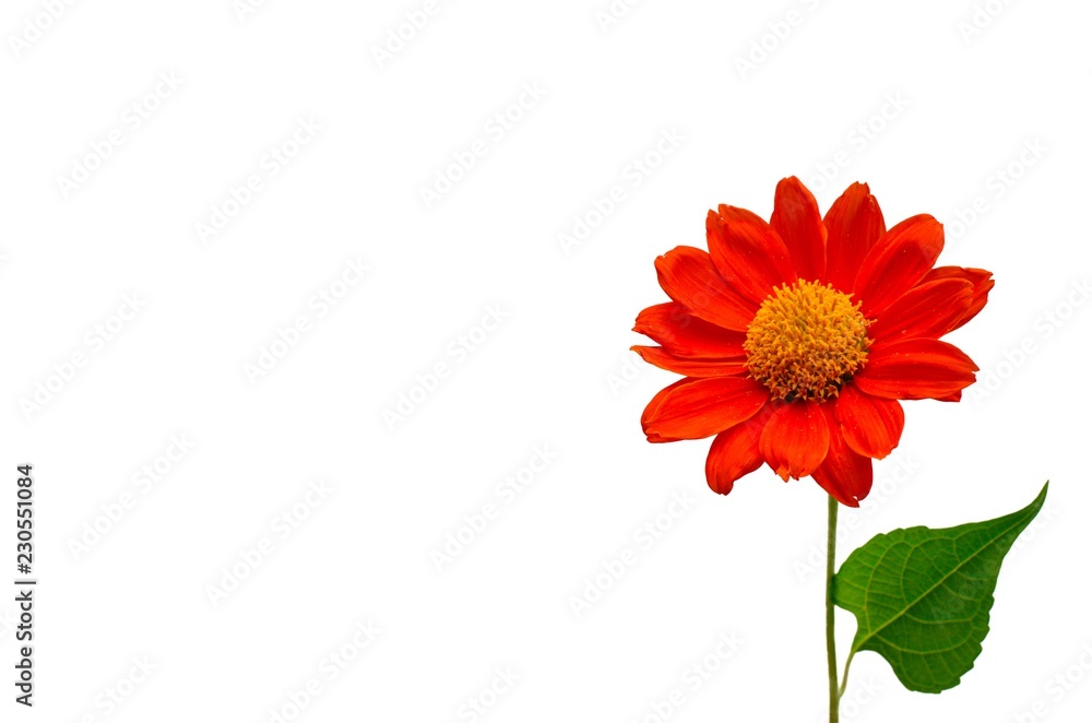 Red color Mexican sunflower (Tithonia diversifolia, Nitobe chrysanthemum) isolated on white background with space for text.