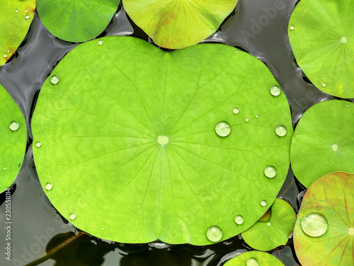 Full Frame Background of Green Waterlily Leaves with Water Droplets