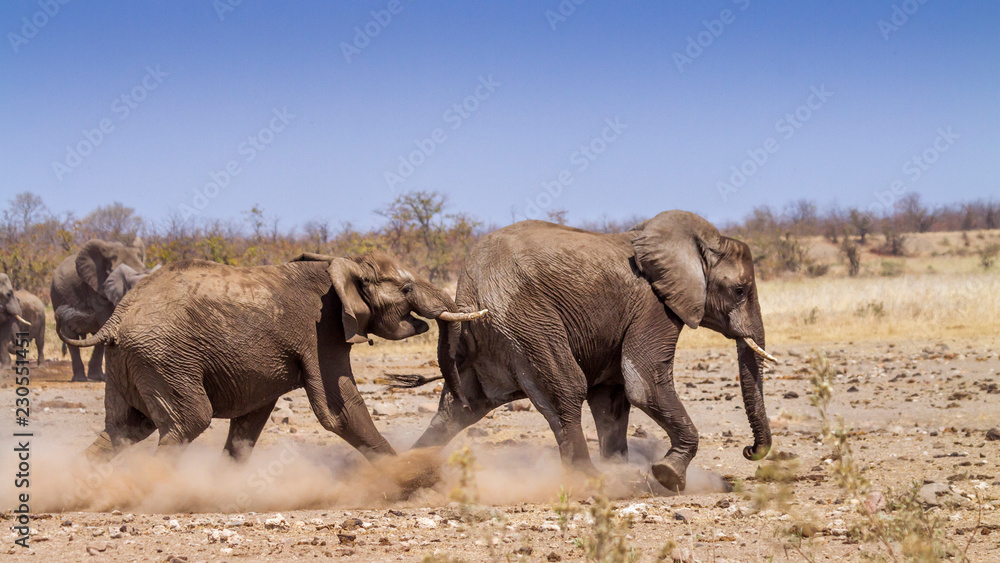 Obraz premium African bush elephant in Kruger National park, South Africa ; Specie Loxodonta africana family of Elephantidae