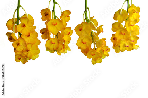 The whole flowering spike of fresh yellow color orchid isolated on white background with space for text.