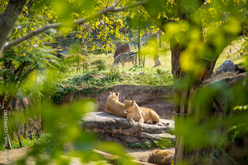 Poor two Lion sitting on open air park and look lonely in Tennoji zoo, Osaka, Japan
