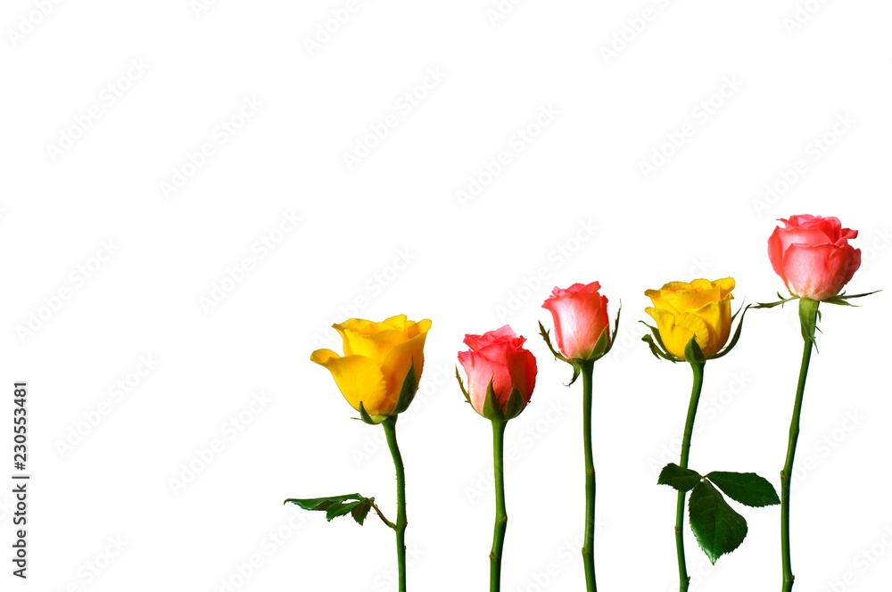 Fresh pink and yellow color roses isolated on white background that have space for text. Rose is flower that the lover likes to give to each other for Valentine’s Day in 14 February of every year. Fresh pink and yellow color roses isolated on white background that have space for text. Rose is flower that the lover likes to give to each other for Valentine’s Day in 14 February of every year.