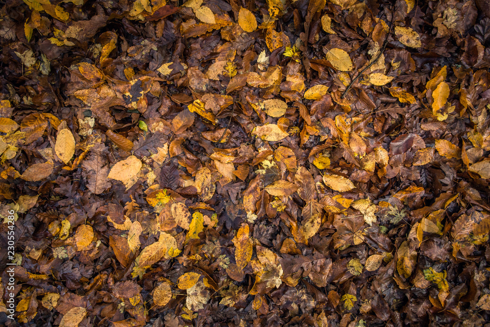 The concept of autumn. Fallen wet leaves, background, texture, top view The concept of autumn. Fallen wet leaves, background, texture, top view