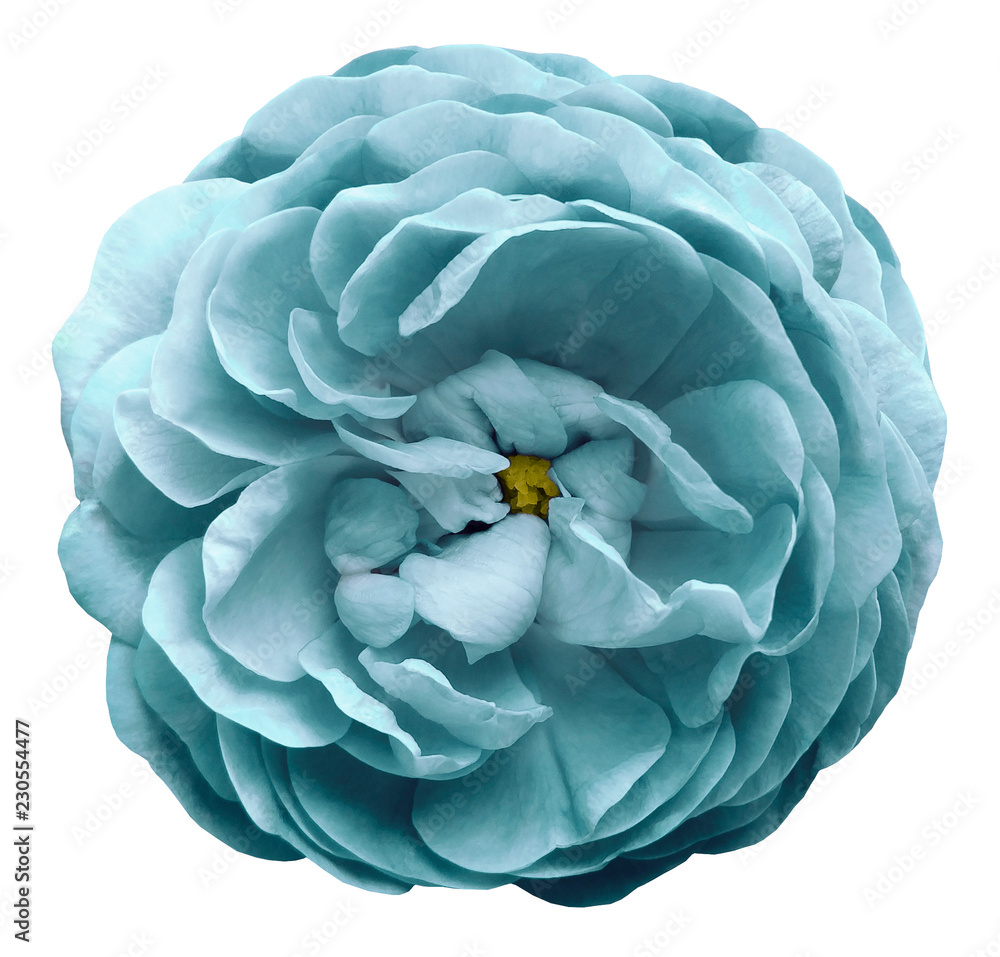 Obraz premium Turquoise rose flower isolated on white background with clipping path. Closeup no shadows. For design. Nature.