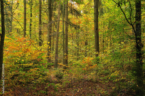 mixed forest on october morning © Carmen Hauser