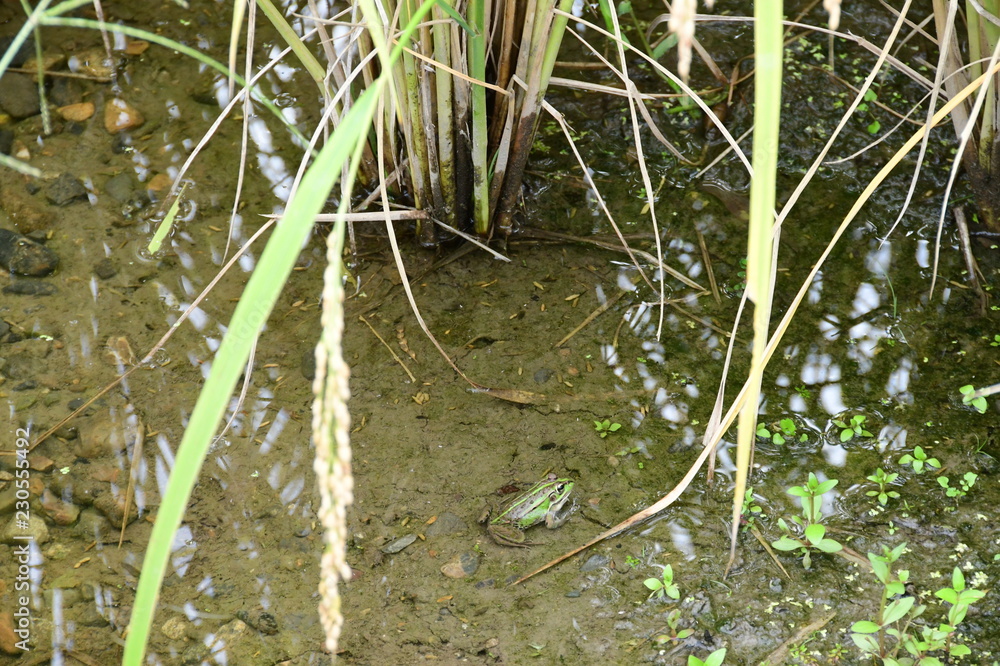水田のカエル 水田のカエル