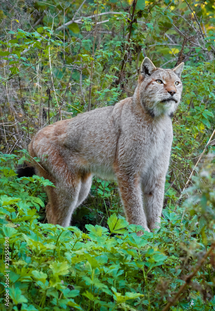 Fototapeta premium National Park of Abruzzo, Lazio and Molise (Italy) - The autumn in the italian mountain natural reserve, with wild animals, little old towns, the Barrea Lake. Here: the lynx