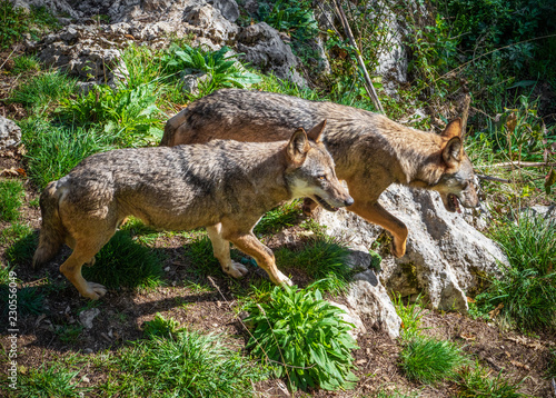 National Park of Abruzzo  Lazio and Molise  Italy  - The autumn in the italian mountain natural reserve  with wild animals  little old towns  the Barrea Lake. Here  the lynx