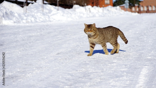 Red cat goes through the snow before hunting photo