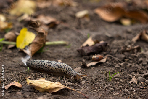 Limax maximus - leopard slug crawling on the ground among the leaves and leaves a trail